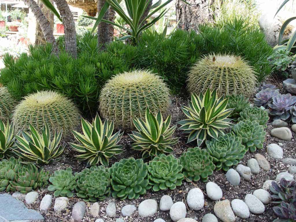 wholesale succulents
