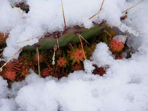 Succulent Dormancy