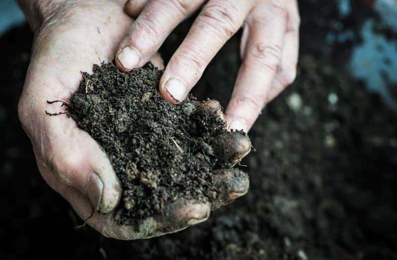 Hands holding a wet soil.