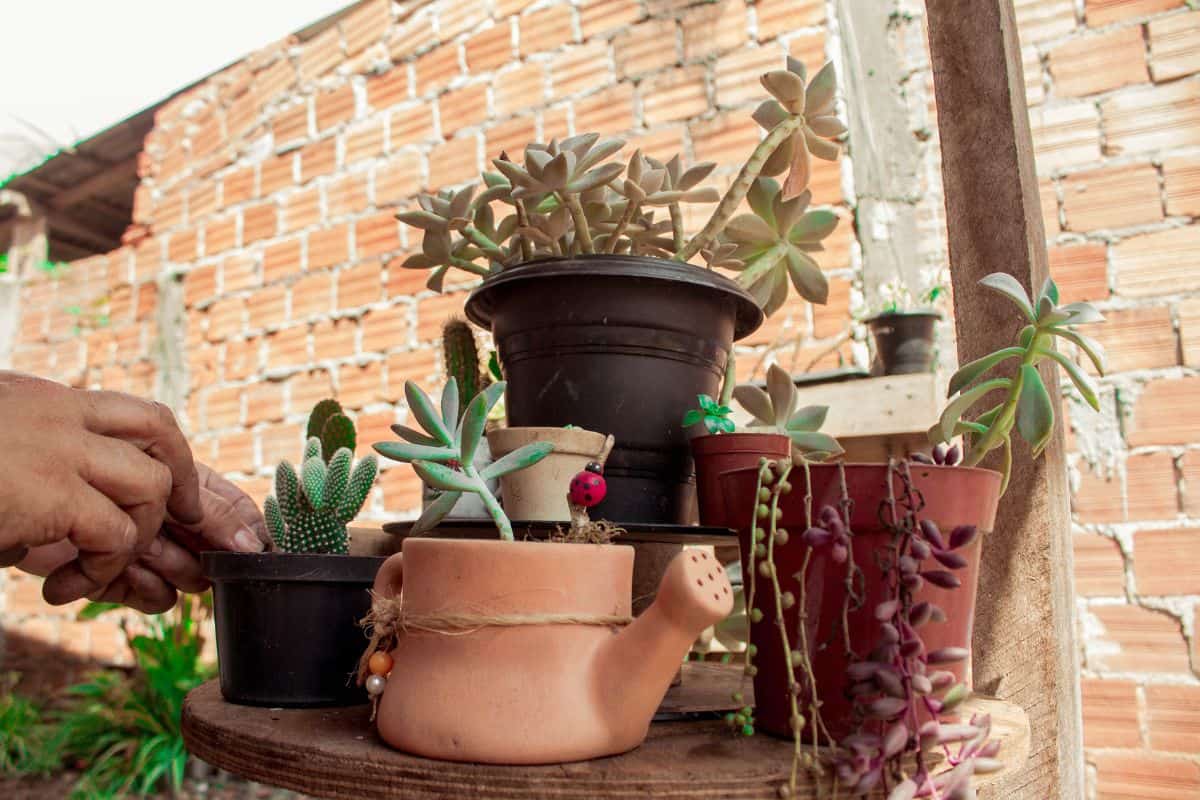 Bunch of different varieties of succulents in different pots.