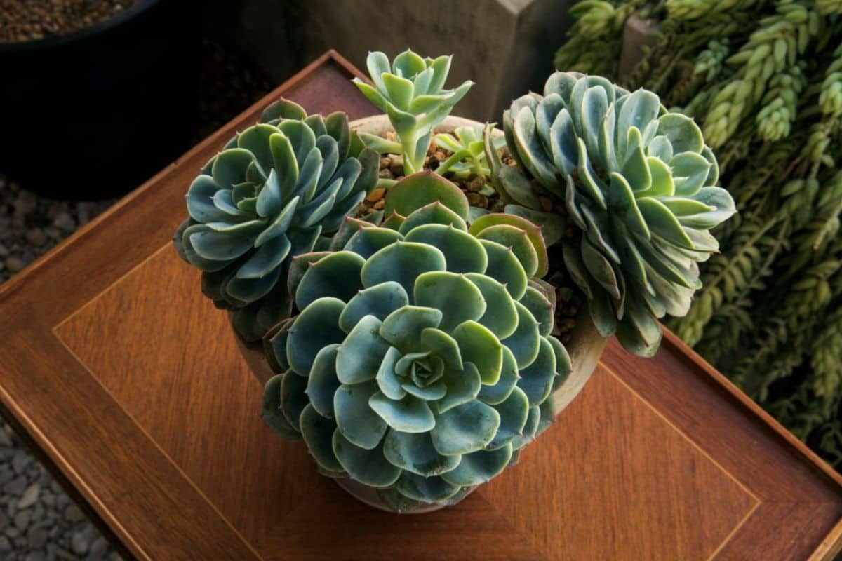 Echeverias growing in a pot indoors.