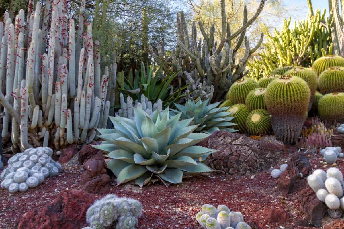 Beautiful succulent cacti landscape.