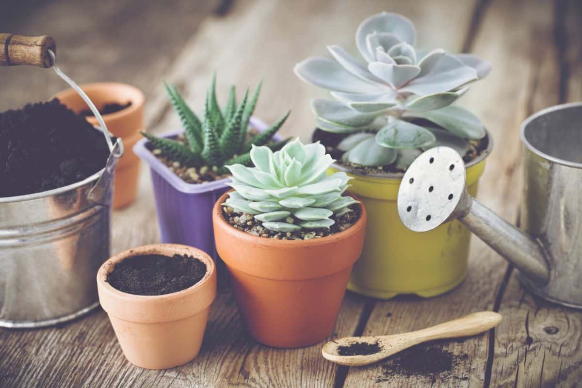 Succulents in pots, watering can, spoon, pot with soil on the table.