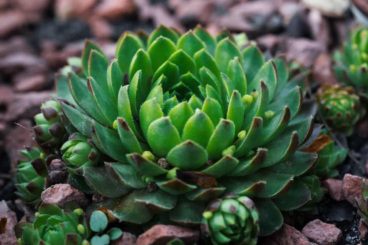 Succulent growing among rocks close-up.