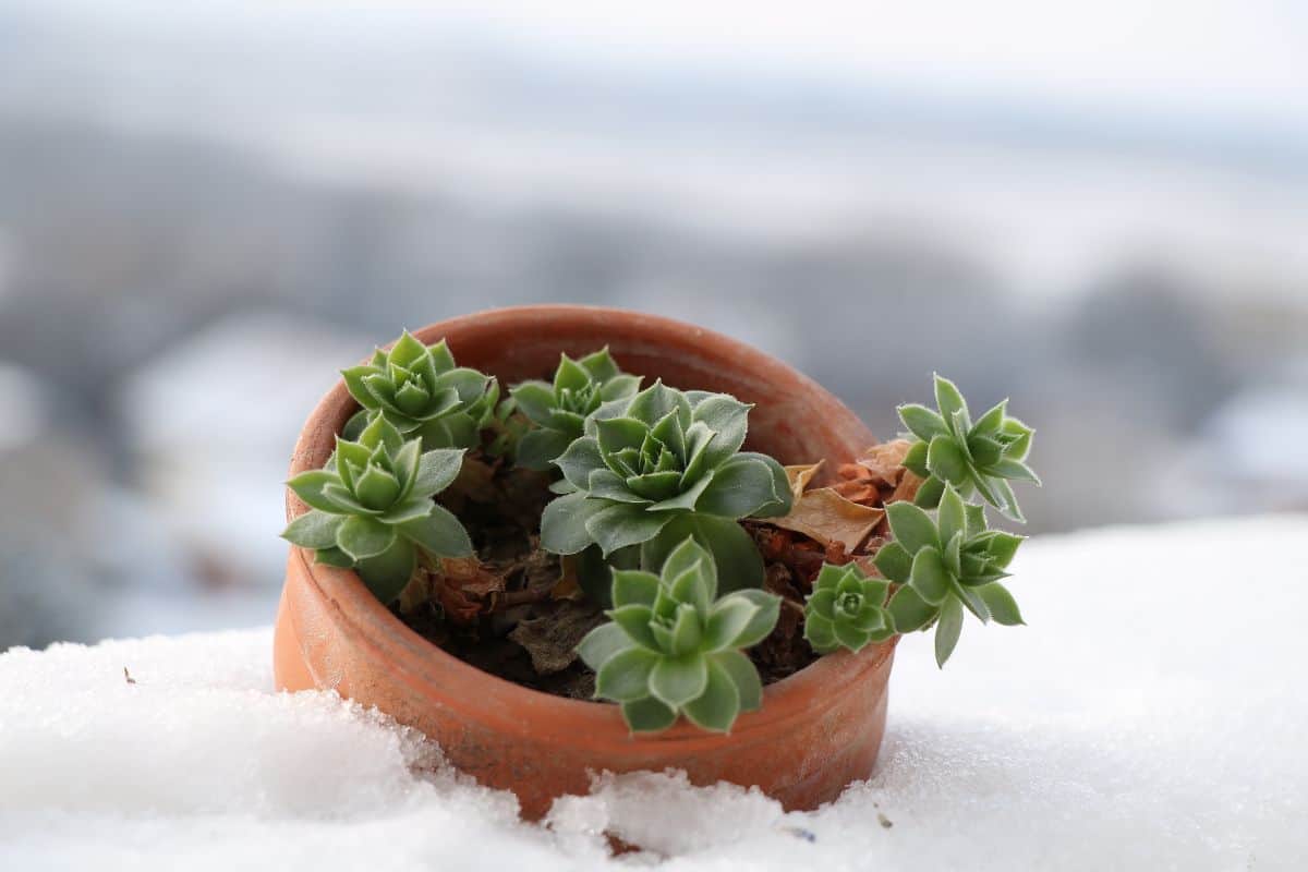Succulent in a pot in snow.