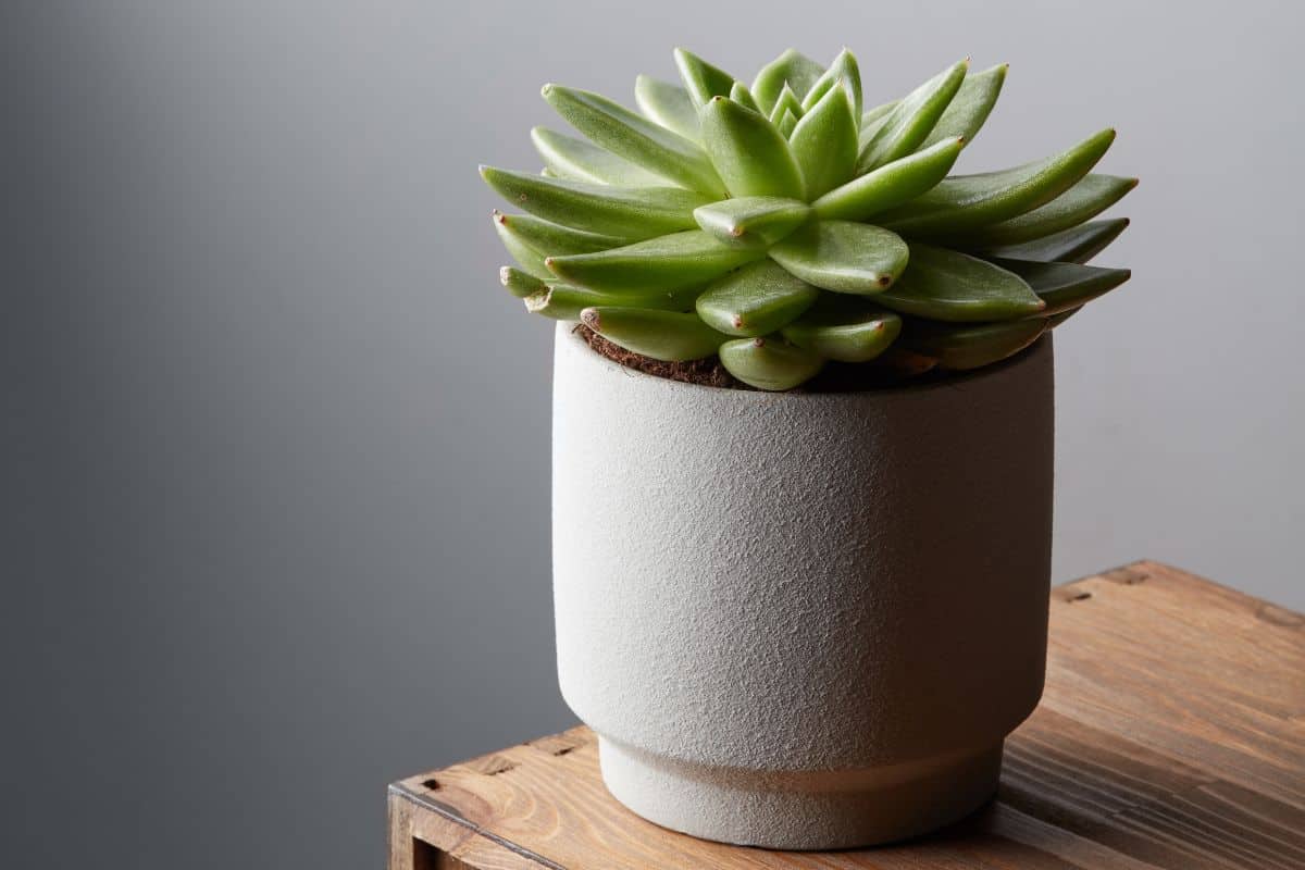 Succulent in a white pot on the table.