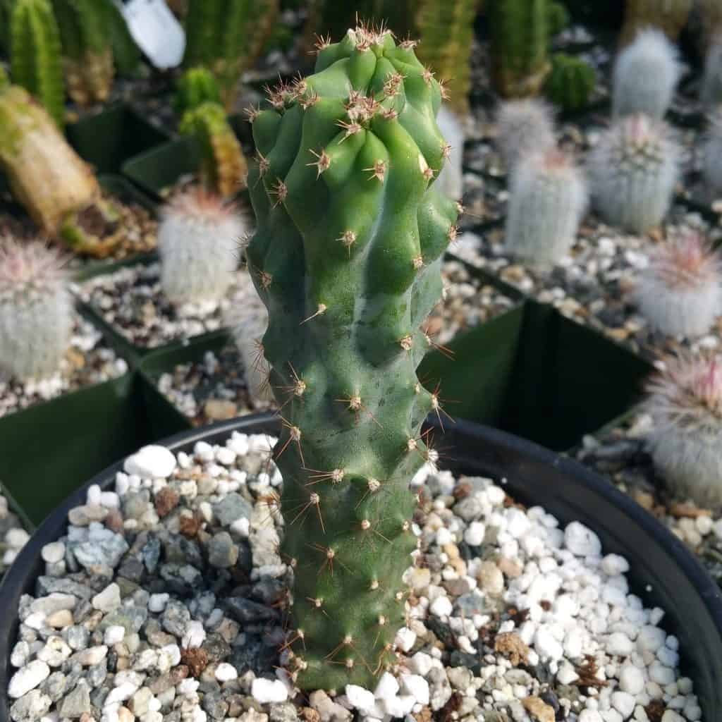 Monstrose apple cactus growing in a pot.