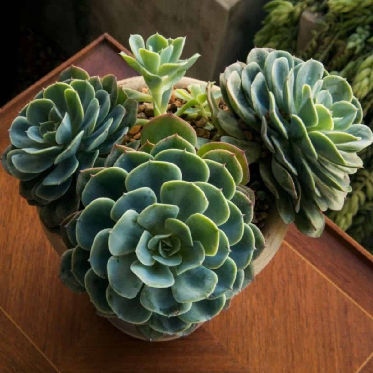 Echeverias growing in a pot indoors.