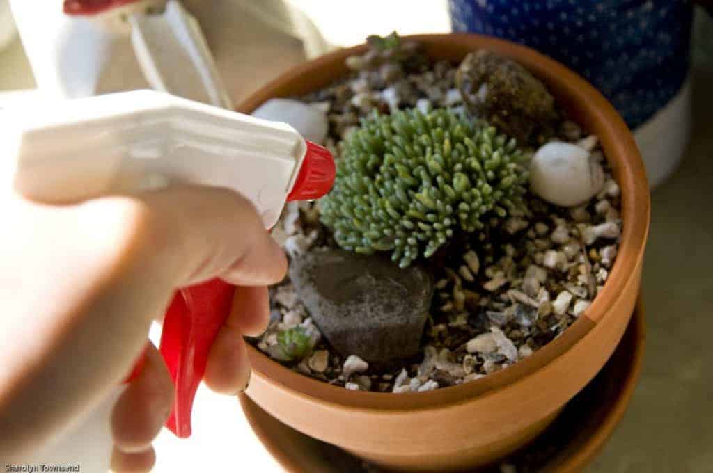Hand spraying succulents in a pot.