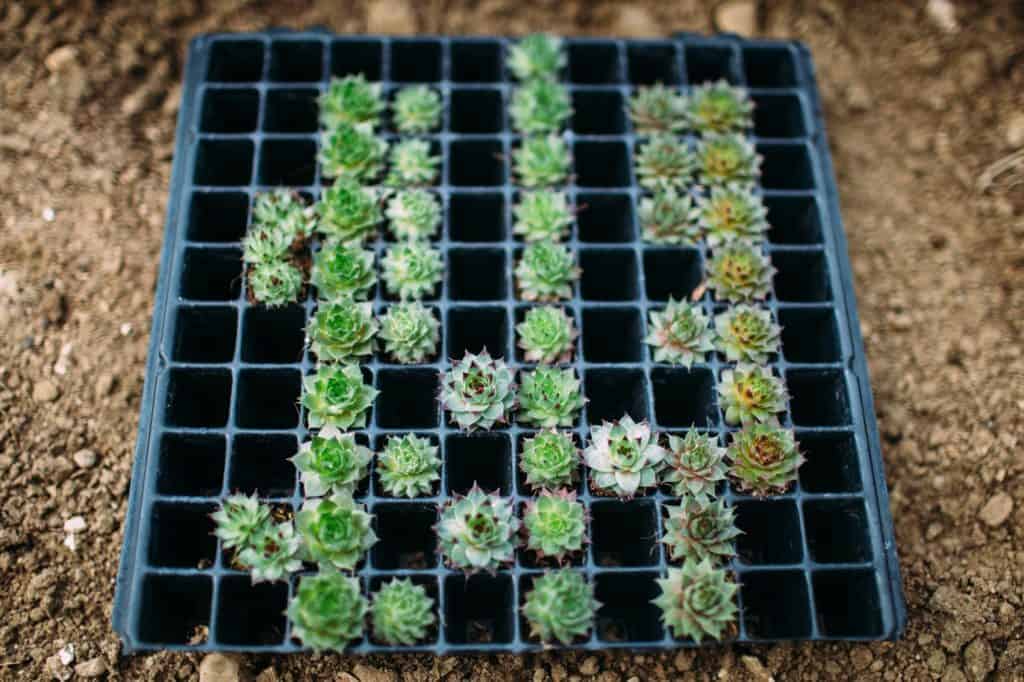 Small succulents in a tray.