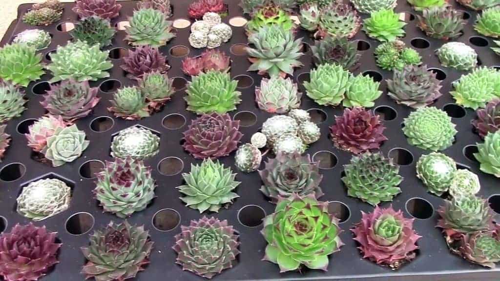 Different varieties of succulents in a tray.