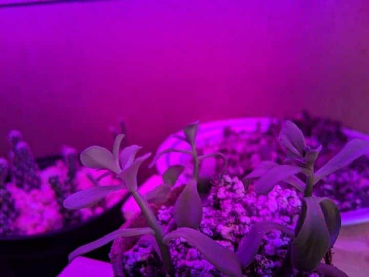 Sedum under LED Grow Light
