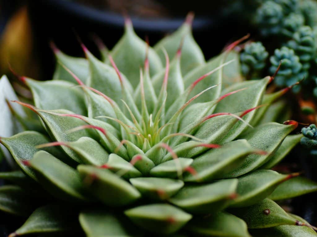 Graptoveria Silver star close-up.