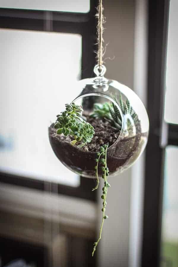 Small hanging succulent terrarium