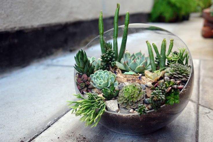 Beautiful succulent terrarium close-up.
