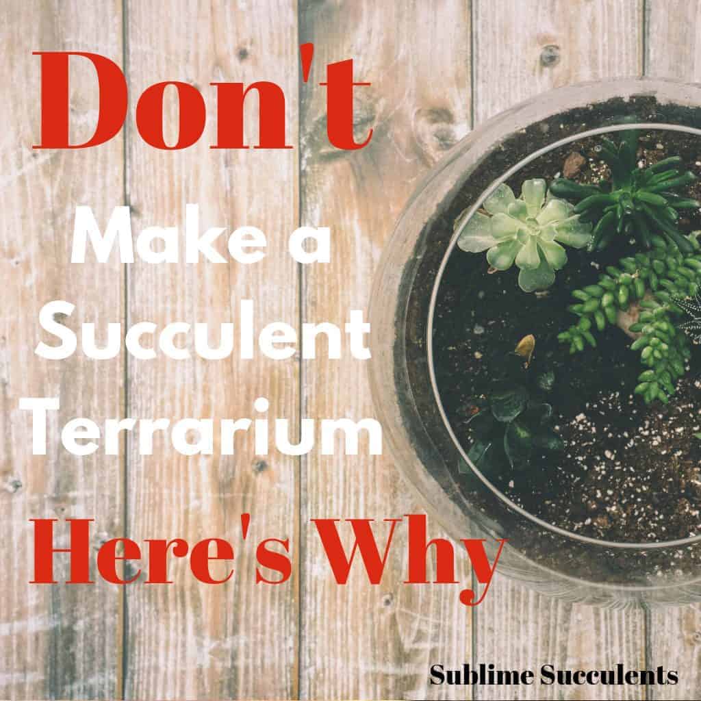 Don T Make A Succulent Terrarium Here S Why Sublime Succulents