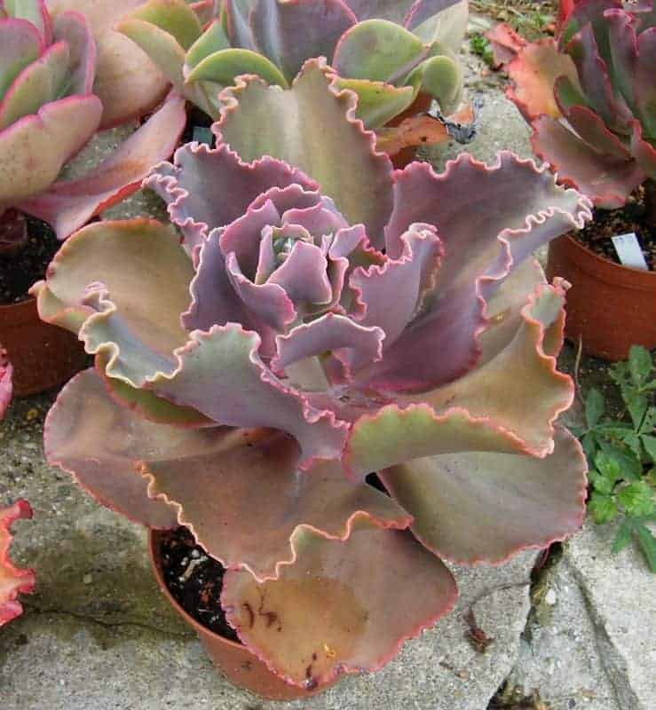 E. gibbiflora x shaviana  growing in a pot.
