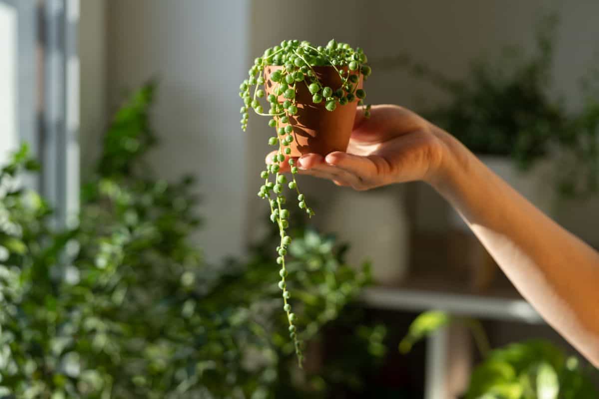 Hand holding a small pot with succulent in sunlight.