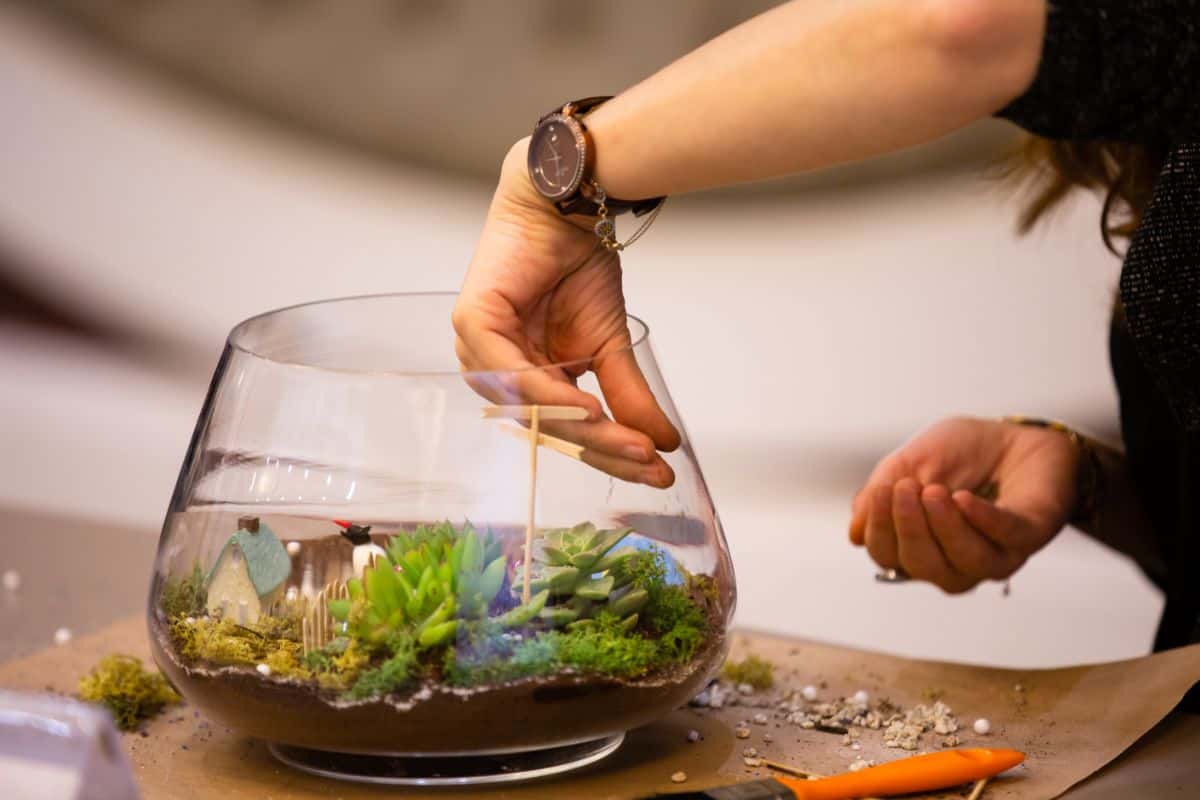 Hands making a succulent terrarium.