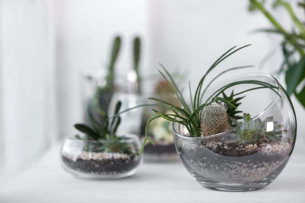 TIny a succulent terrarium / create fresh layer