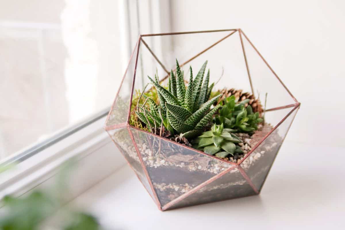 Modern looking succulent terrarium near a window.