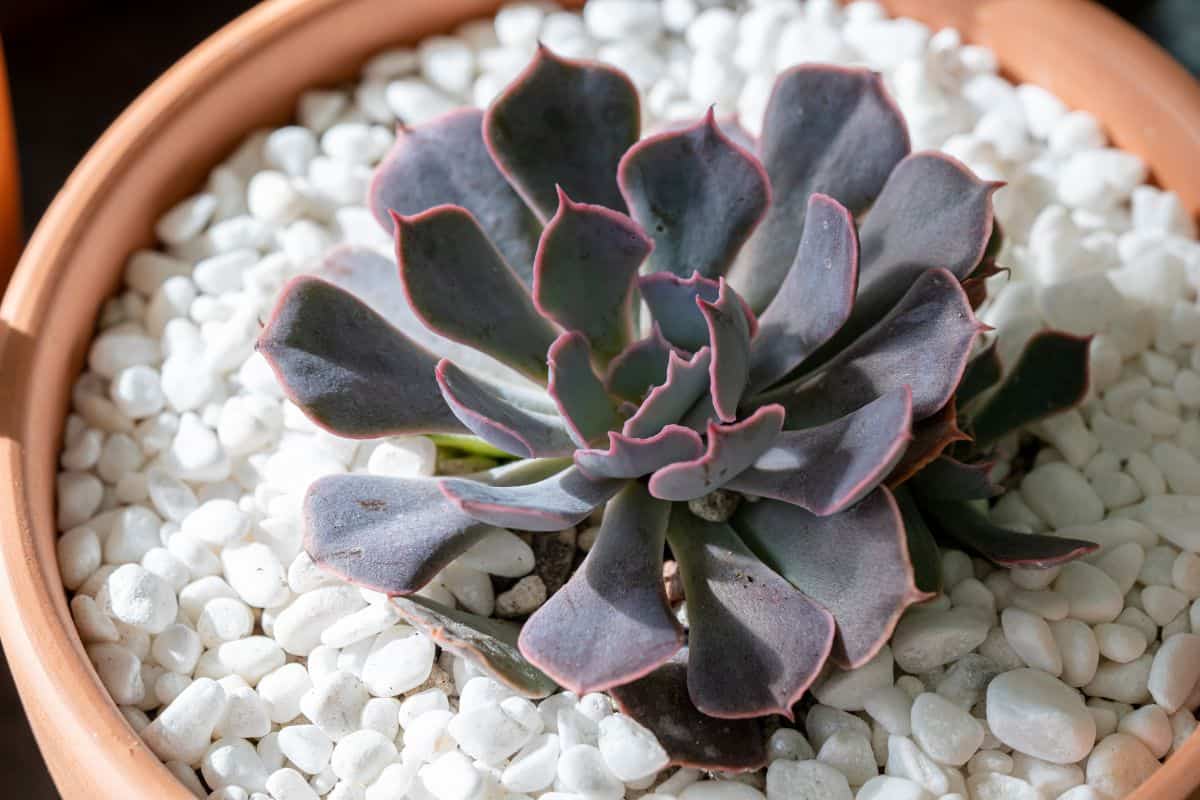 Echeveria shaviana hybrid in a pot.