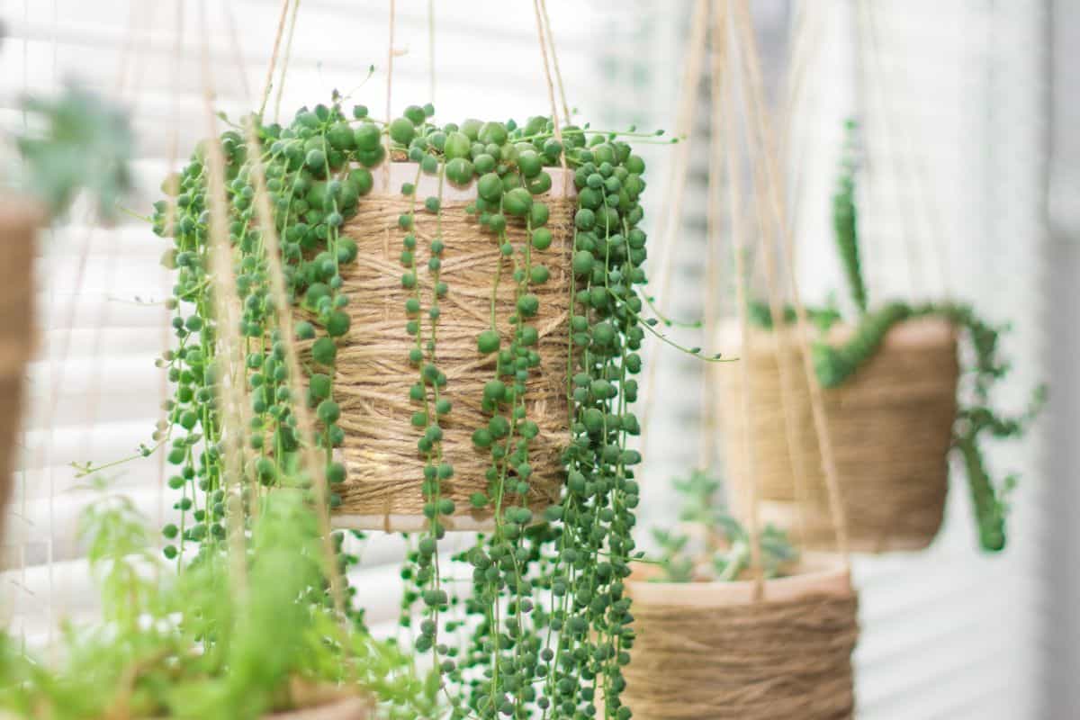 String o pearls in a hanging pot near a window.