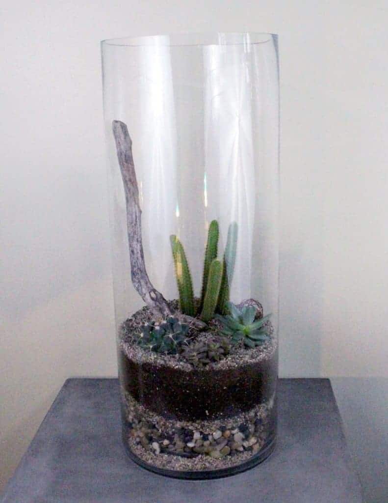 Glass succulent terrarium on the table.