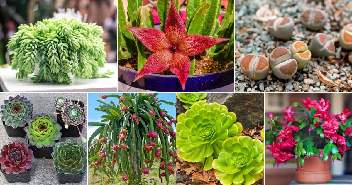 Collage of succulents safe for reptiles.