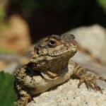 Lizzard on the rock close-up.