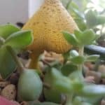 fungus with succulents