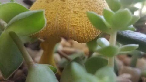 fungus with succulents