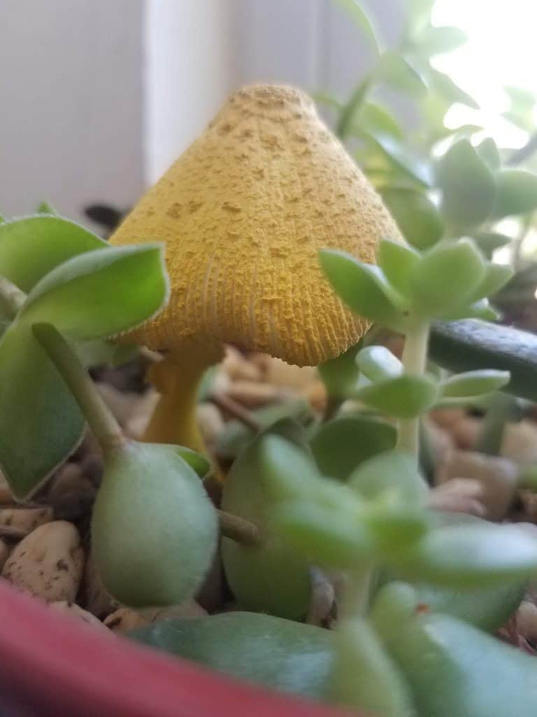 Mushrooms growing with my succulents – Is that bad?