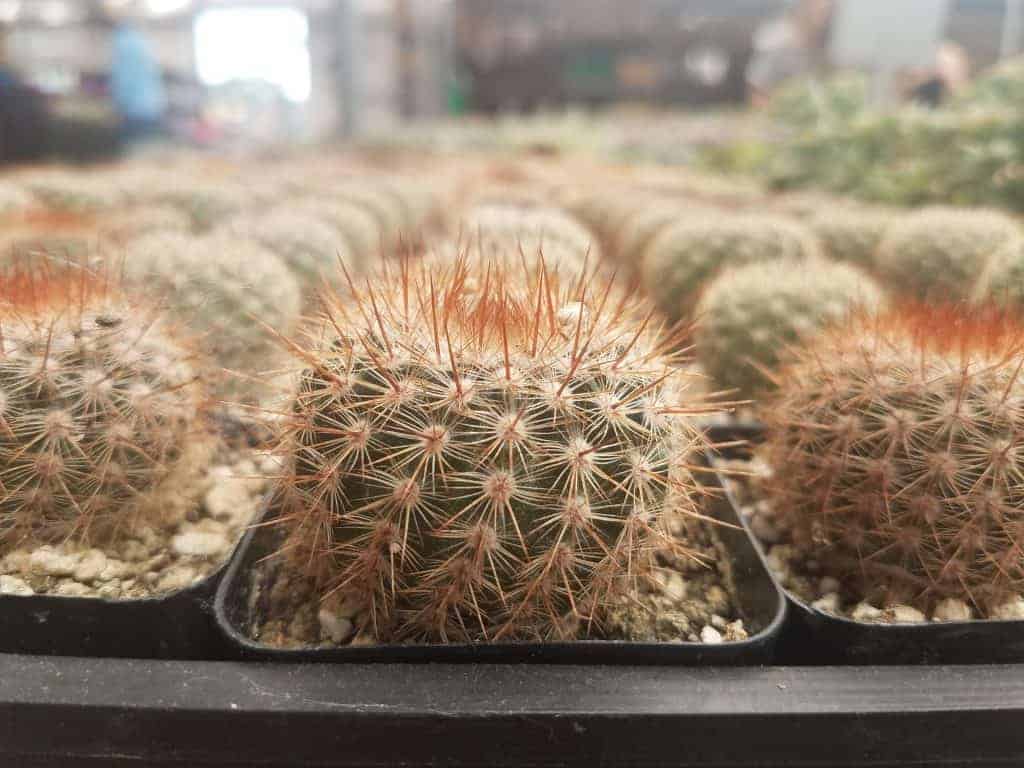 Small cactuses in pots close-up.