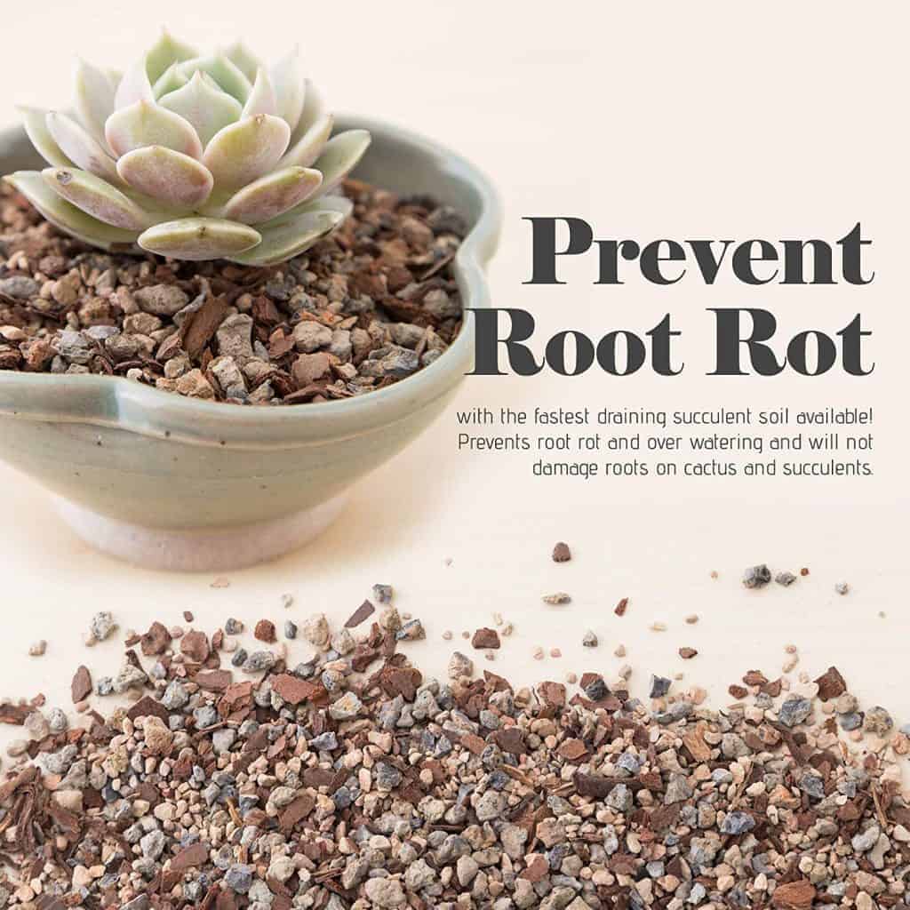 Prevent root rot poster.
