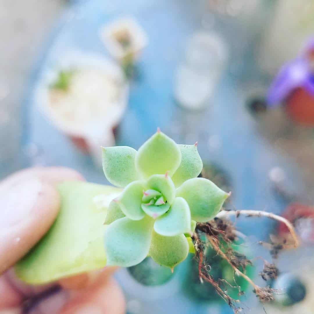 Hand holding a succulent leaf.
