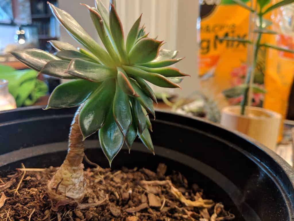 Succulent in a pot.