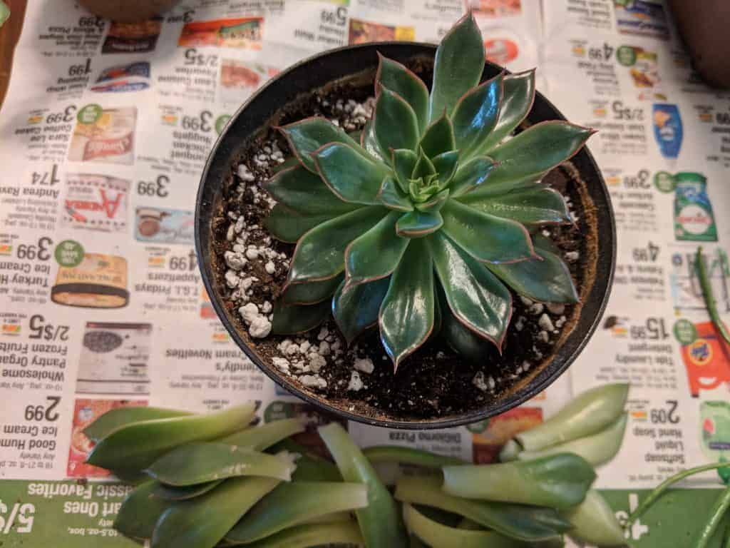 Succulent in a pot next to cut leaves.