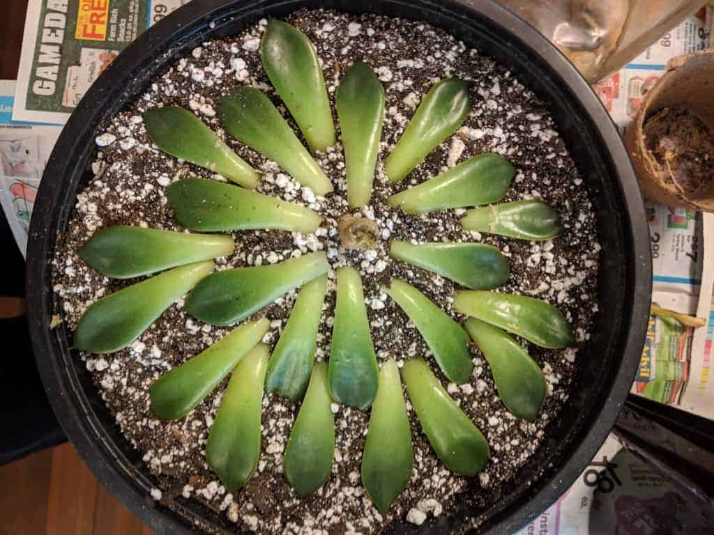 Succulent leaves propagation in a pot.