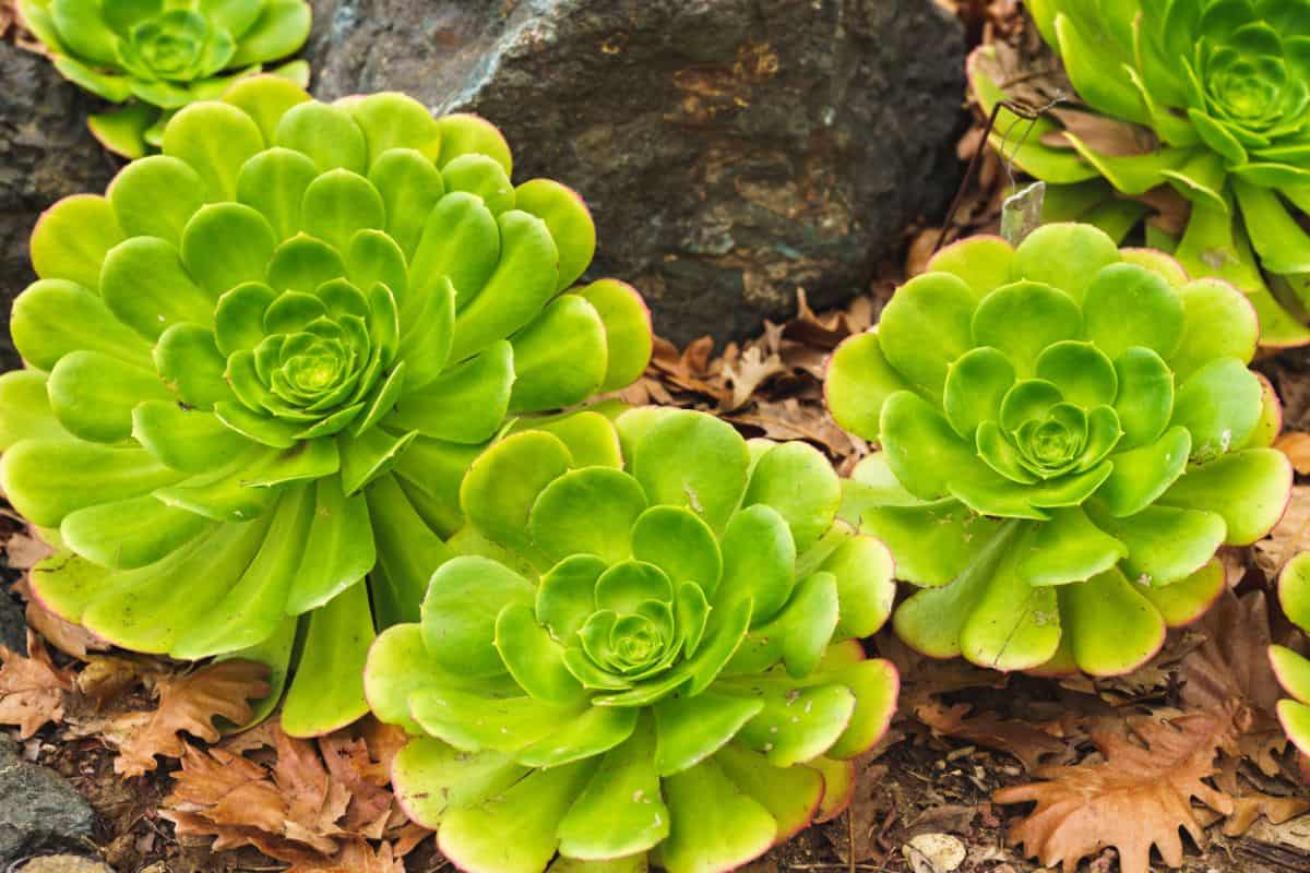 Aeonium arboreum outdoor close-up.