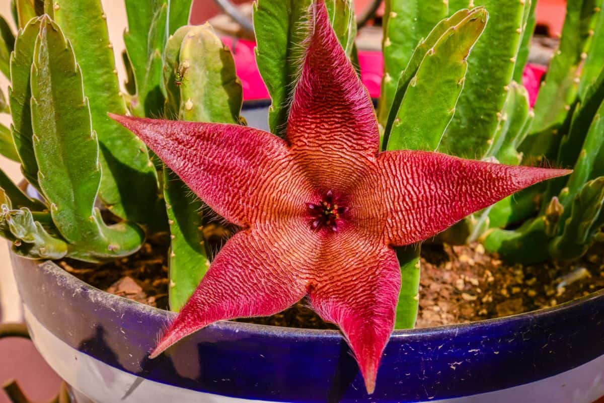 Blooming stapelia in a pot close-up.