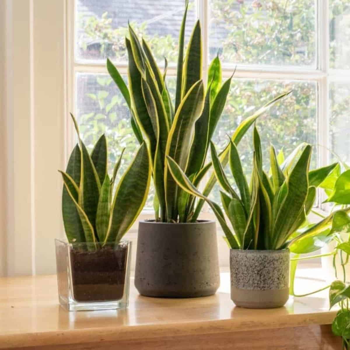 Succulents in different types of pots near window.