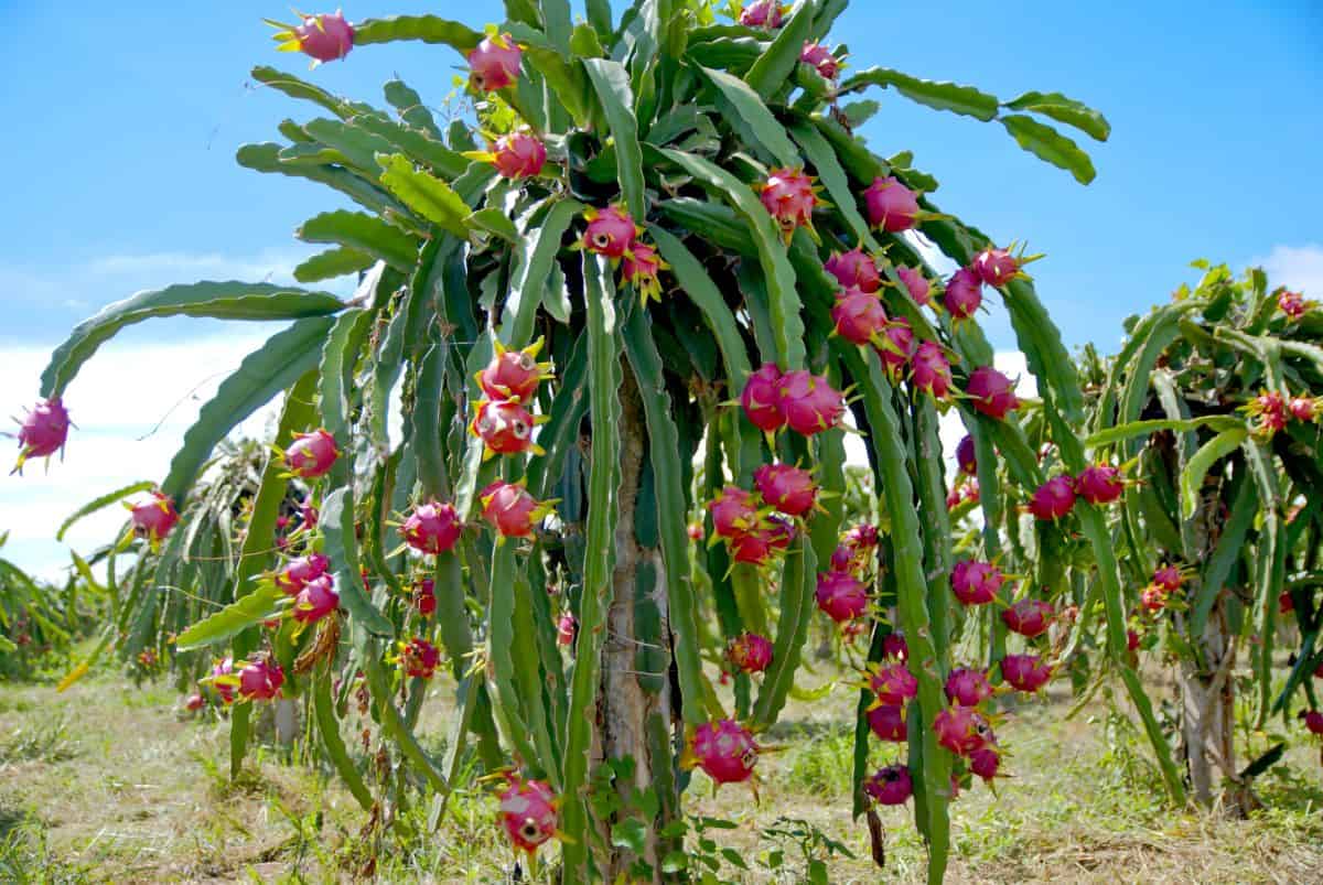 Hylocereus dragon fruits growing outdoor.