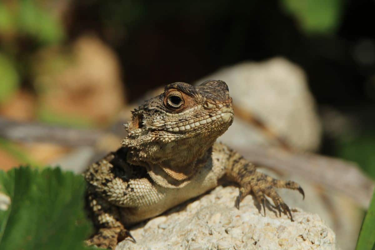 Lizzard on the rock close-up.