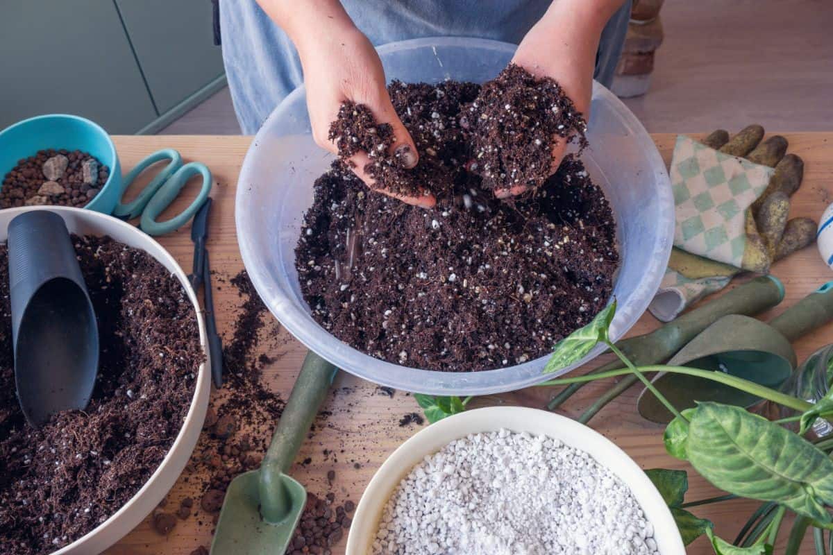 Hands mixing suculent soil in a container.