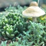 Succulents and mushrooms growing in a pot.