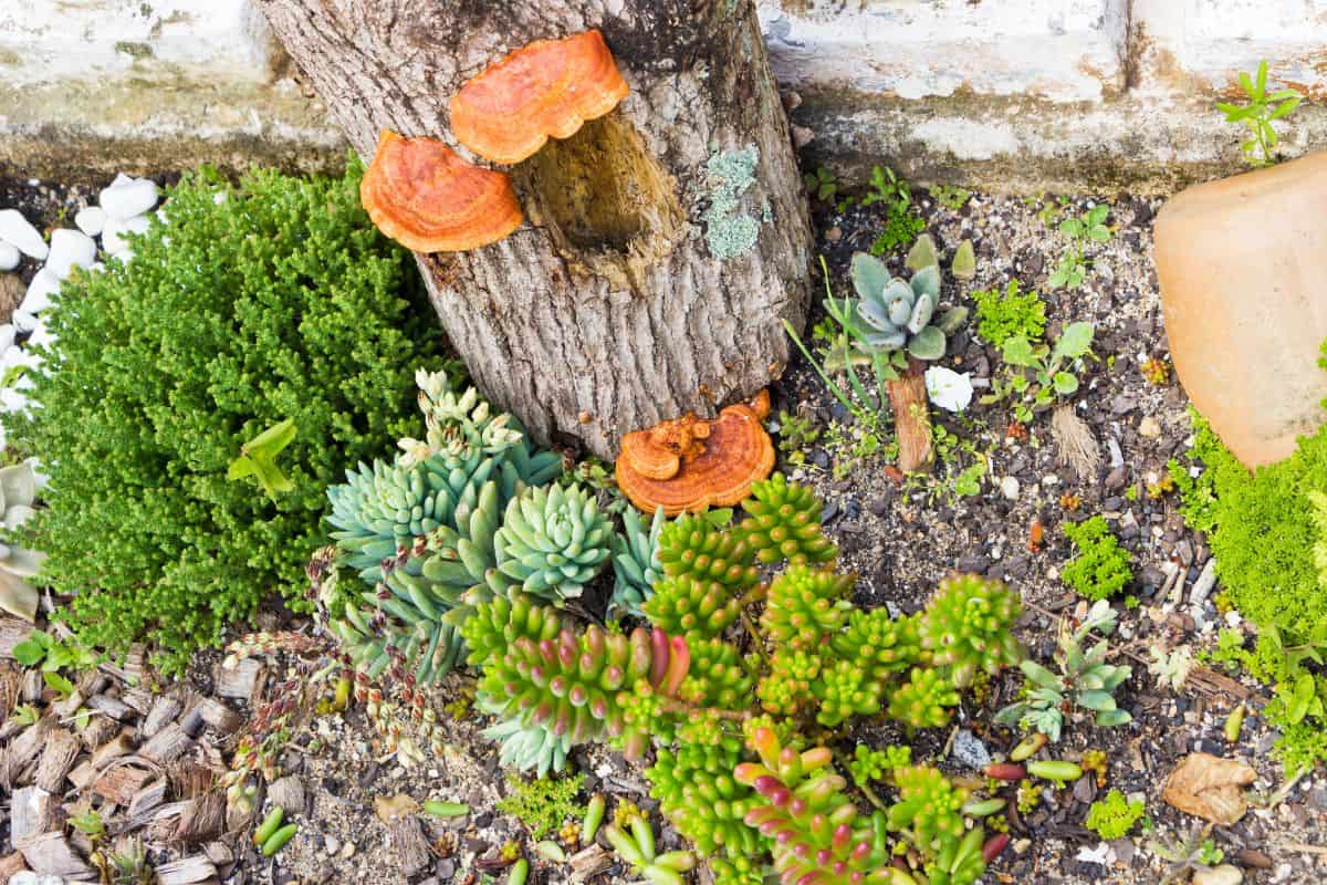 Succulents and mushrroms growing together in the garden