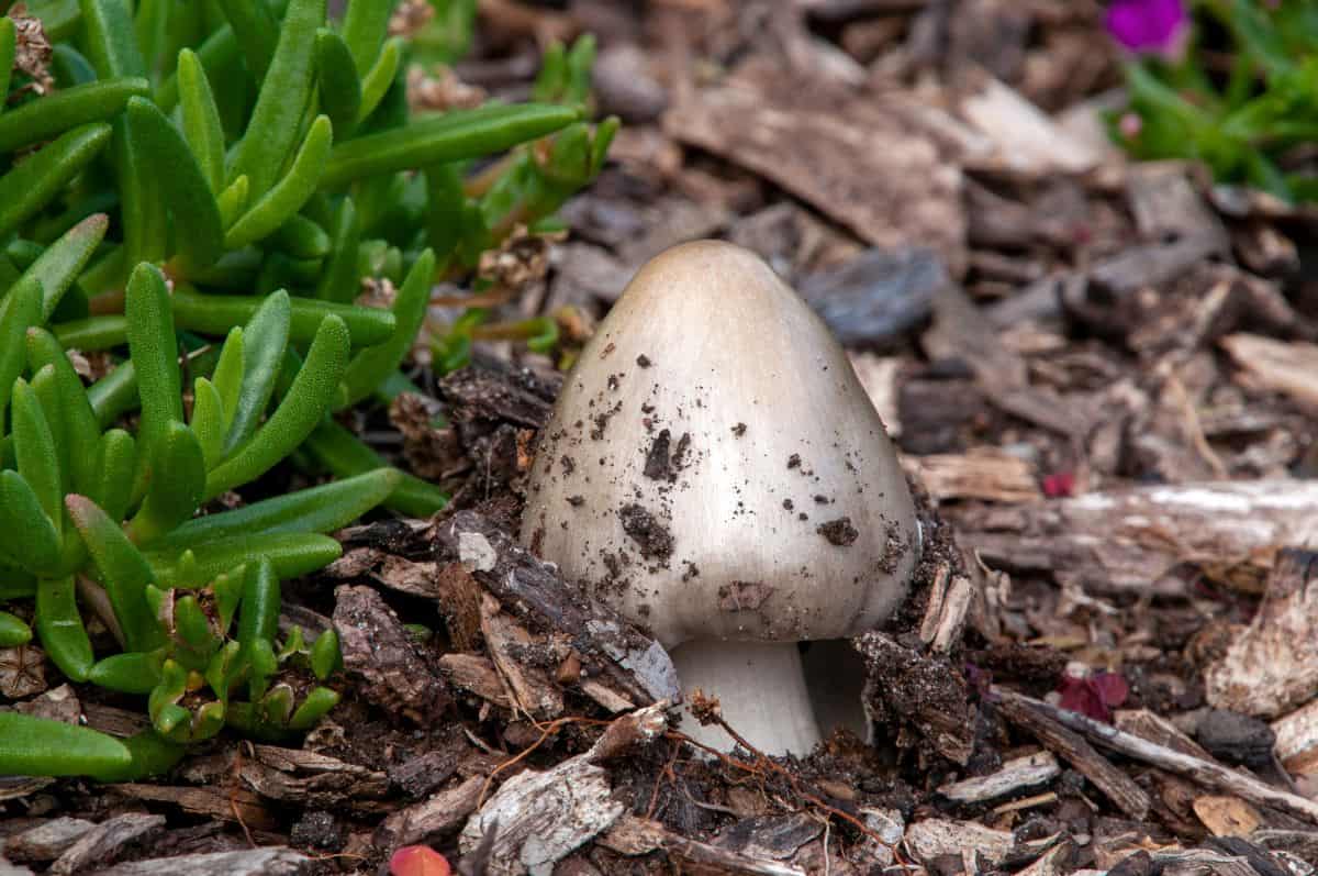 A succulent and a mushroom growing next to each other.