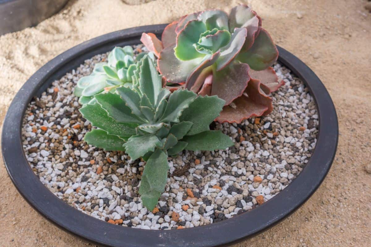 Succulents in peble soil in a pot.