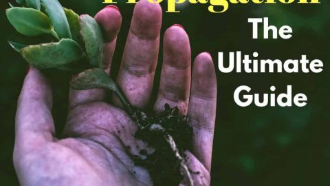 how to propagate succulents and cacti